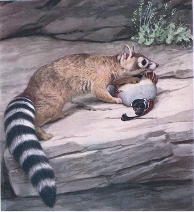 Sharp-eyed Ringtail with Quail by Louis Agassiz Fuertes